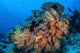 Soft Coral Colonies Thrive Wall Decal