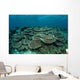 Seafloor Is Covered Reef-building Wall Decal Design 2