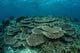 Seafloor Is Covered Reef-building Wall Decal Design 2