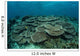 Seafloor Is Covered Reef-building Wall Decal Design 2
