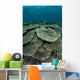 Seafloor Is Covered Reef-building Wall Decal Design 1