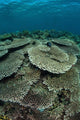 Seafloor Is Covered Reef-building Wall Decal Design 1