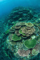 Healthy Reef-building Corals Thrive Wall Decal Design 7