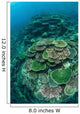 Healthy Reef-building Corals Thrive Wall Decal Design 7