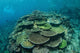 Healthy Reef-building Corals Thrive Wall Decal Design 6