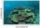 Healthy Reef-building Corals Thrive Wall Decal Design 6