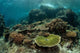 Healthy Reef-building Corals Thrive Wall Decal Design 5