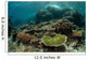 Healthy Reef-building Corals Thrive Wall Decal Design 5