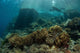 Scuba Diver Swims above Wall Decal Design 2