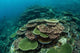 Healthy Reef-building Corals Thrive Wall Decal Design 4
