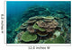 Healthy Reef-building Corals Thrive Wall Decal Design 4