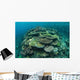 Healthy Reef-building Corals Thrive Wall Decal Design 3
