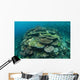 Healthy Reef-building Corals Thrive Wall Decal Design 3
