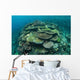 Healthy Reef-building Corals Thrive Wall Decal Design 3