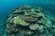 Healthy Reef-building Corals Thrive Wall Decal Design 3