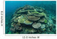 Healthy Reef-building Corals Thrive Wall Decal Design 3