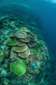 Healthy Reef-building Corals Thrive Wall Decal Design 2