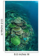 Healthy Reef-building Corals Thrive Wall Decal Design 2