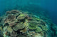 Healthy Reef-building Corals Thrive Wall Decal Design 1