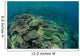Healthy Reef-building Corals Thrive Wall Decal Design 1