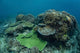 Healthy Coral Reef Thrives Wall Decal Design 3