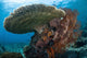 Beautiful Coral Reef Thrives Wall Decal Design 3