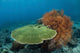 Beautiful Coral Reef Thrives Wall Decal Design 2
