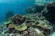 Healthy Coral Reef Thrives Wall Decal Design 2