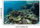 Healthy Coral Reef Thrives Wall Decal Design 2