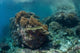 Healthy Coral Reef Thrives Wall Decal Design 1