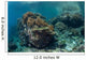 Healthy Coral Reef Thrives Wall Decal Design 1