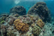 Beautiful Coral Reef Thrives Wall Decal Design 1