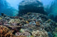 Beautiful Coral Reef Thrives Wall Decal Design 2