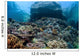 Beautiful Coral Reef Thrives Wall Decal Design 2