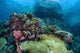 Beautiful Coral Reef Thrives Wall Decal Design 1