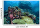 Beautiful Coral Reef Thrives Wall Decal Design 1