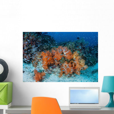 Cardinalfish Surround Beautiful Set Wall Decal Design 2 shown on a wall