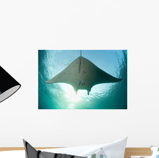 Manta Ray Swims into Wall Decal