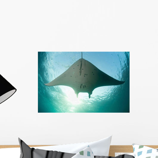 Manta Ray Swims into Wall Decal