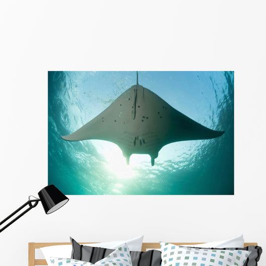 Manta Ray Swims into Wall Decal