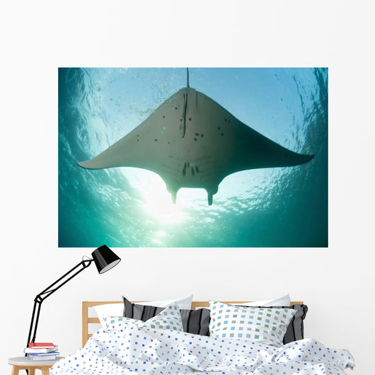 Manta Ray Swims into Wall Decal