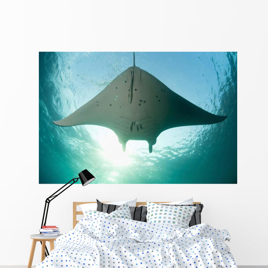 Manta Ray Swims into Wall Decal