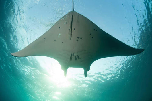 Manta Ray Swims into Wall Decal