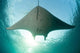 Manta Ray Swims into Wall Decal