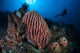 Scuba Diver Explores Reef Wall Decal