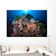 Beautiful Coral Reef Grows Wall Decal Design 1