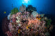 Beautiful Coral Reef Grows Wall Decal Design 1