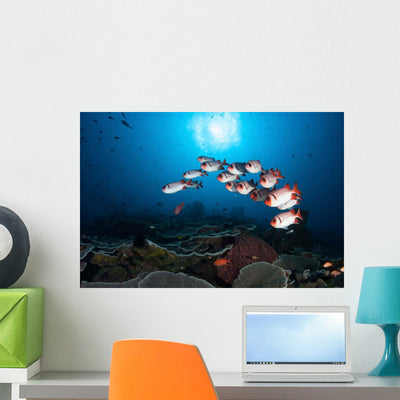 School Soldierfish Hover above Wall Decal shown on a wall