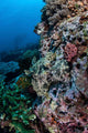 Well-camouflaged Crocodilefish Lies Coral Wall Decal Design 2