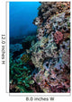 Well-camouflaged Crocodilefish Lies Coral Wall Decal Design 2